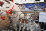 ani bilder cranger weihnachtszauber 29 30dez19